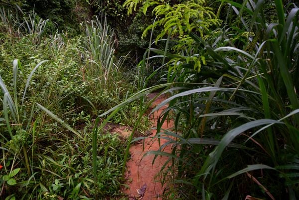 Visitantes que sobem pela portaria de Fradinhos para visitar o Parque da Fonte Grande, enfrentam o matagal 