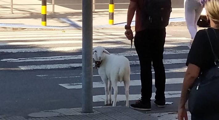Conheça a história de Tapioca, um cordeiro de oito meses que é amigo de todos os animais, inclusive do ratinho Perebas; Tapioca fez sucesso no Twitter após ser flagrado por uma arquiteta passeando pelas ruas de Vila Velha