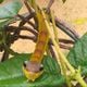 Imagem - Lagarta parecida com cobra chama a atenção em fazenda do ES