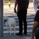 Imagem - Cordeiro mascote de hospital veterinário faz sucesso em Vila Velha