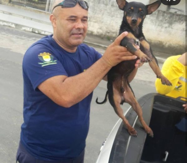 Guarda salva cachorro arrastado no Rio Itepemirim