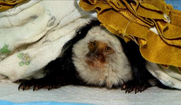 Sagui, animal nativo brasileiro, é tratado em hospital para pets exóticos do ES, em parceria com órgãos ambientais