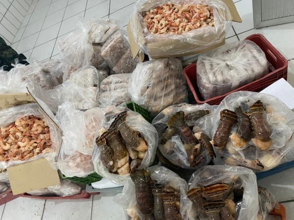 A Polícia Militar Ambiental apreendeu mais de 700kg de camarões e lagostas com irregularidades