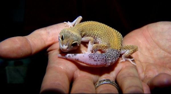 Lagarto tratado em hospital de animais exóticos no ES