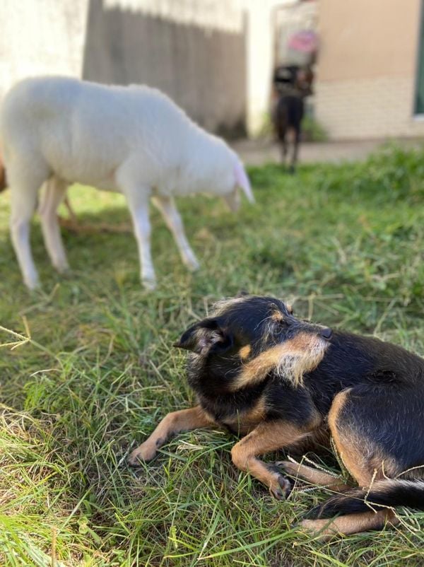 O dia a dia de Tapioca por Kristal Furno