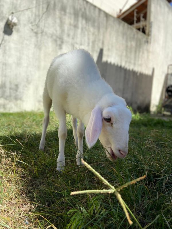 O dia a dia de Tapioca por Kristal Furno