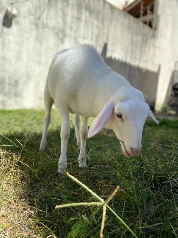 O dia a dia de Tapioca por Kristal Furno