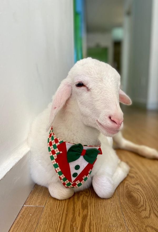 Tapioca posa pra fot por Kristal Furno