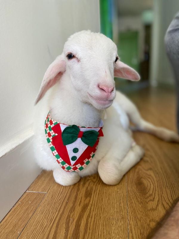 Tapioca simpático dá "close" para a foto por Kristal Furno