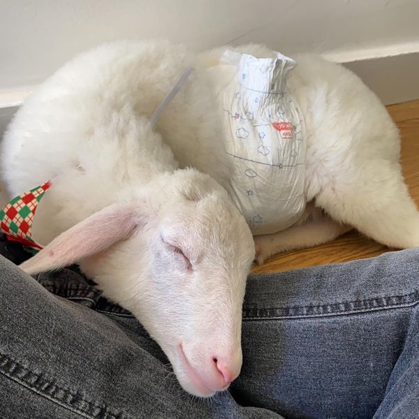 Tapioca tirando uma sonequinha