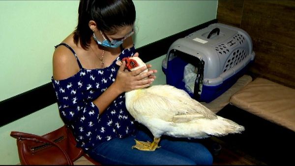 Terapeuta holística Izabel Cristina Assis leva o seu pet, o pato Astro, para ser cuidado em hospital no ES