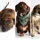 Imagem - Cães maltratados em Vila Velha se recuperam e serão colocados para adoção
