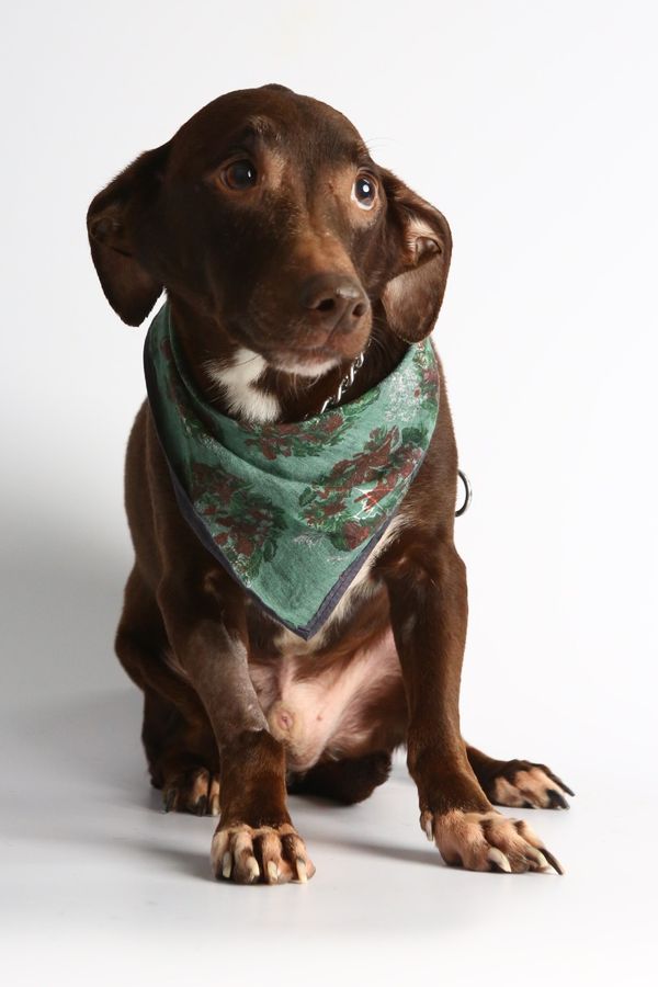 Chocolate por Adessandro Reis | PMVV