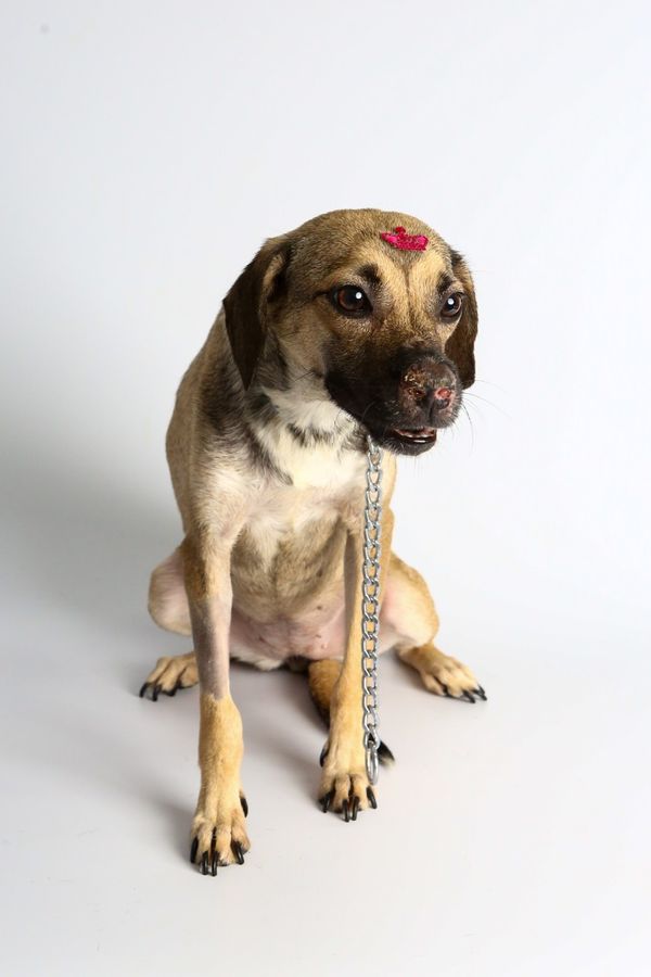 Peper por Adessandro Reis | PMVV