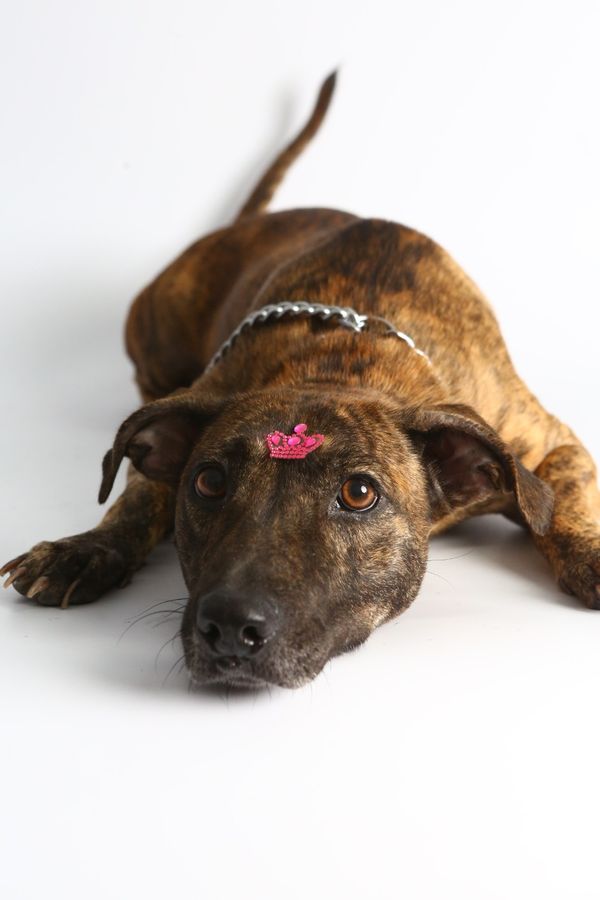 Rajada por Adessandro Reis | PMVV