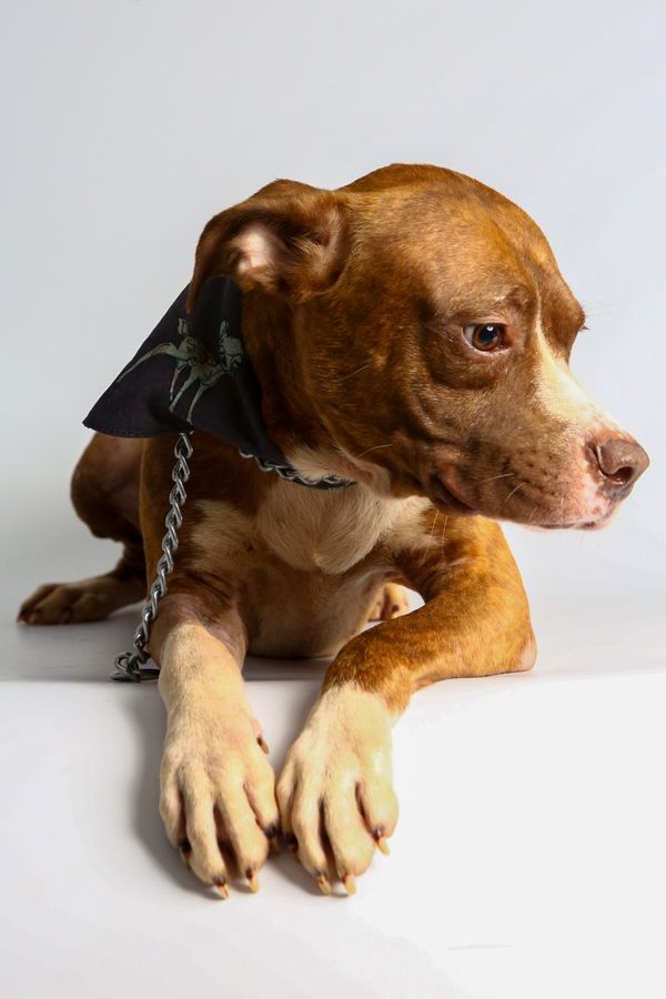 Zeus por Adessandro Reis | PMVV