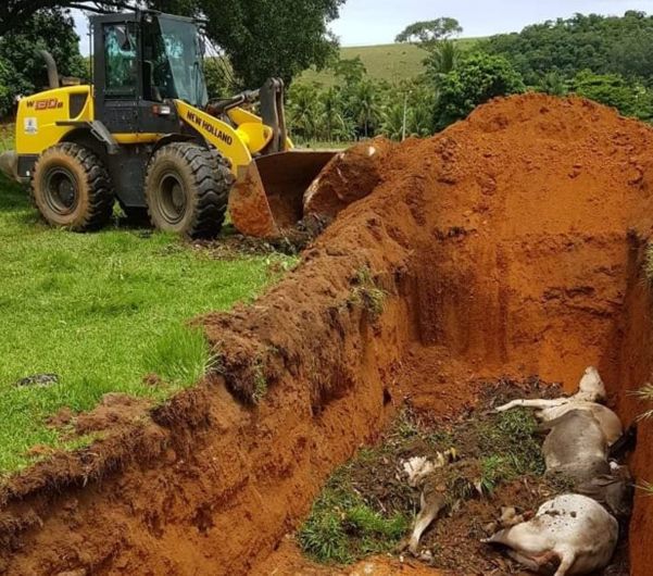 Gado foi enterrado na propriedade
