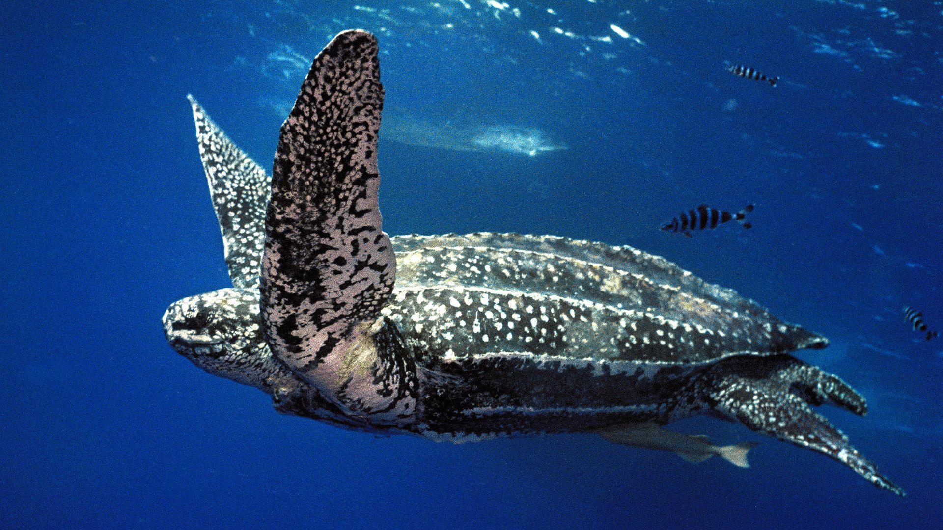 A tartaruga-de-couro (Dermochelys coriacea) também é conhecida como tartaruga-gigante