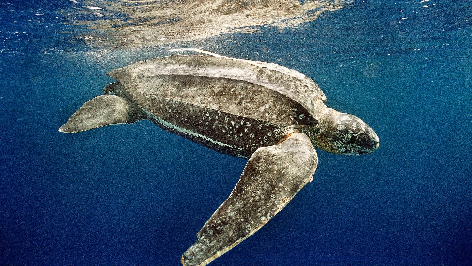 Em média, a tartaruga-de-couro (Dermochelys coriacea) tem entre 1,60 m e 1,70 m de comprimento