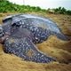 A tartaruga-de-couro (Dermochelys coriacea) também é conhecida como tartaruga-gigante