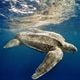 Imagem - Curiosidades da tartaruga-de-couro: a gigante do mar que se reproduz no ES