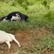 Imagem - Raio mata seis cabeças de gado em fazenda de Nova Venécia