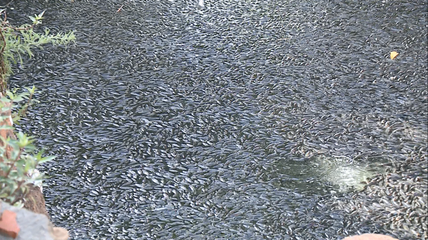 Peixes em superfície de lagoa chamam a atenção em Linhares