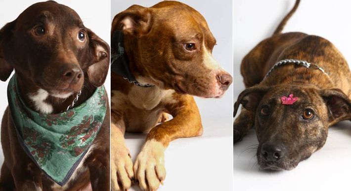 Animais estavam abandonados em apartamento e foram encontrados em estado deplorável. Após tratamento, Chocolate, Zeus e Rajada estarão na feirinha aguardando uma nova família
