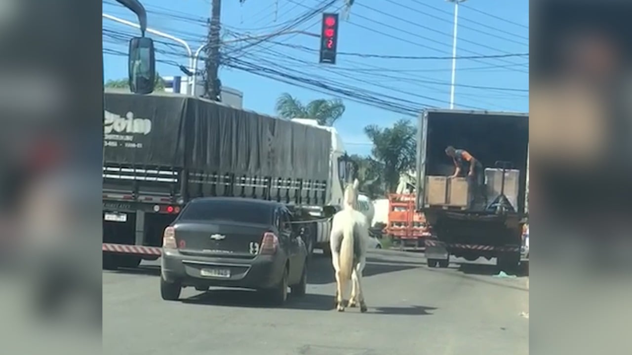 Cavalo é puxado por carro com uma corda presa ao pescoço em rua de