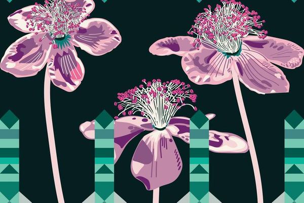 'Bixa Orellana', obra de arte digital da artista-programadora Monica Rizzolli