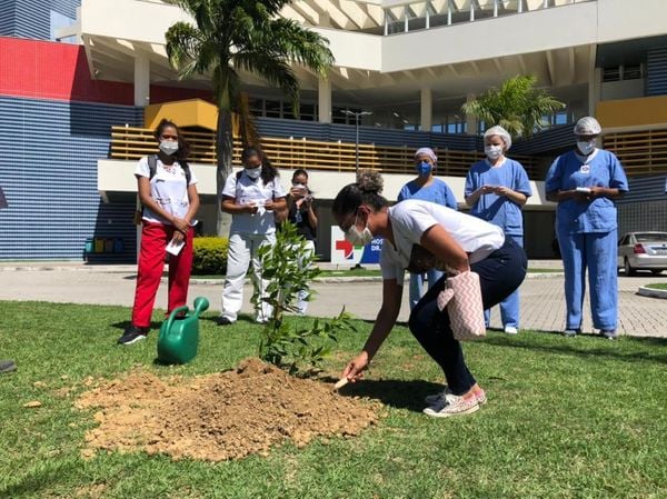 Arvore plantada no pátio do Hospital Jayme em homenagem à Jaciara