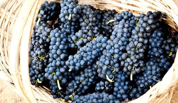 Uvas Syrah cultivadas em Espírito Santo do Pinhal pela vinícola Guaspari