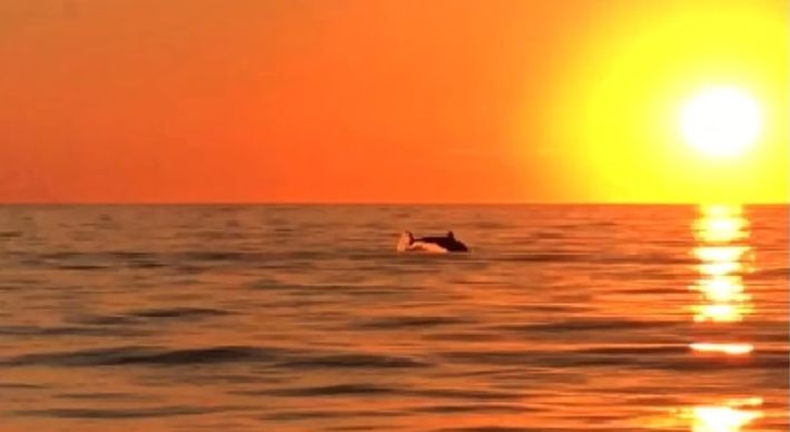Um grupo de golfinhos foi filmado no domingo (28) próximo à Ilha do Gambá, um dos pontos turísticos do balneário no Sul do ES