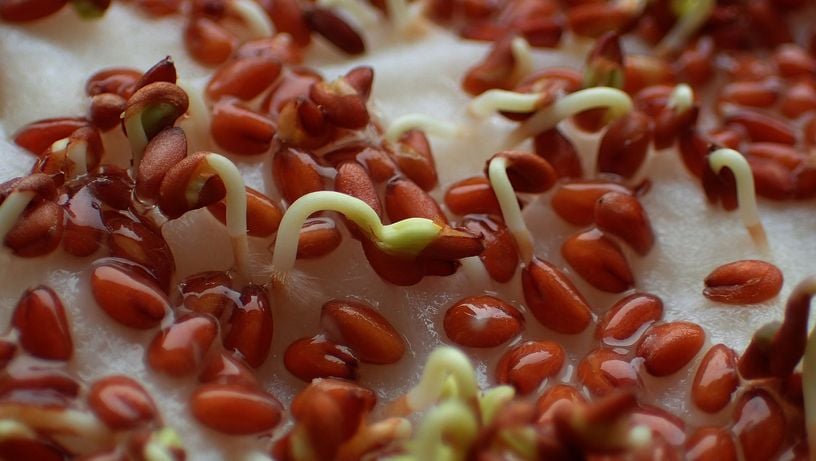 Germinação do feijão pode ajustar na digestão