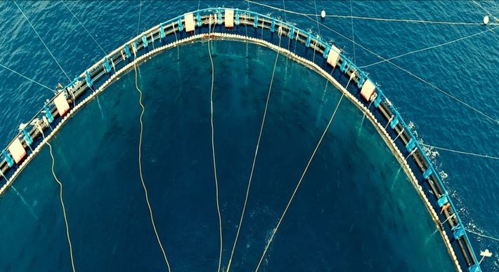 O filme revela algumas verdades alarmantes e pouco conhecidas sobre o impacto da presença humana no ecossistema marinho