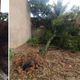 Imagem - Temporal derruba 15 árvores e destelha casa na Grande Vitória