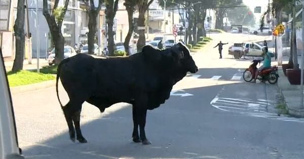 Animal solto em avenida assusta moradores de Linhares