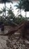 Árvore da Curva da Jurema, em Vitória, é derrubada por ventos de até 70 km/h de temporal