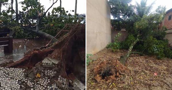 Árvores caem com fortes ventos provocados por temporal na Curva da Jurema, em Vitória (à esq.) e em bairro de Viana (à dir.)