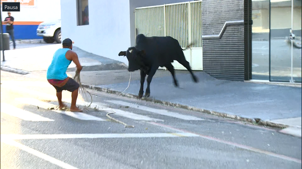 Homem tenta laçar o touro em Linhares