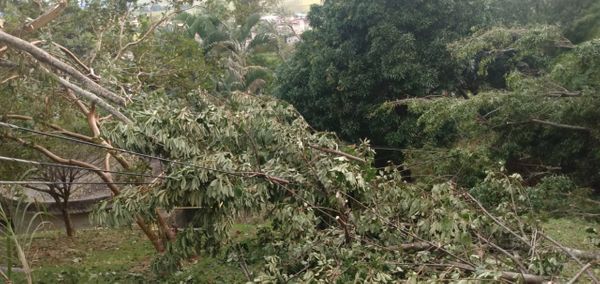 A EDP informou que árvores caíram sobre a fiação que abastece as estações de tratamento de água