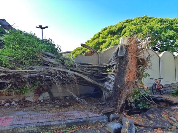 Bairro Ilha do Boi, em Vitória, registra queda de árvore em frente ao Hotel Senac por Fernando Madeira