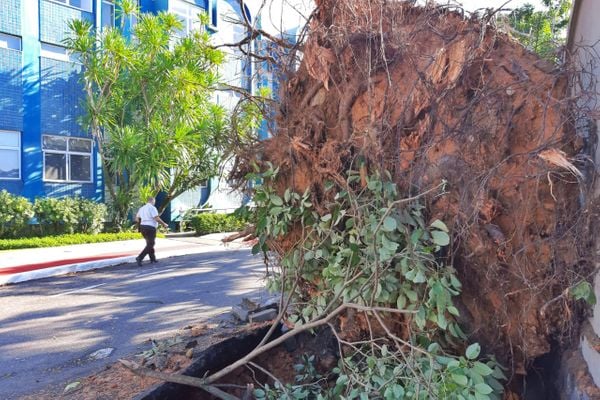 Bairro Ilha do Boi, em Vitória, registra queda de árvore em frente ao Hotel Senac por Fernando Madeira
