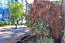 Bairro Ilha do Boi, em Vitória, registra queda de árvore em frente ao Hotel Senac(Fernando Madeira)