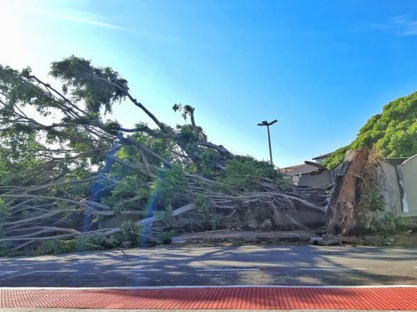 Bairro Ilha do Boi, em Vitória, registra queda de árvore em frente ao Hotel Senac por Fernando Madeira