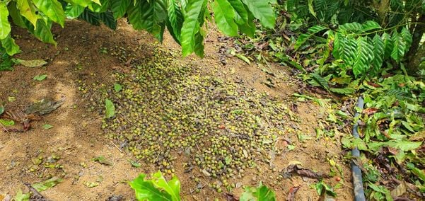 Ventos intensos atingem pontuais áreas de lavouras de café conilon