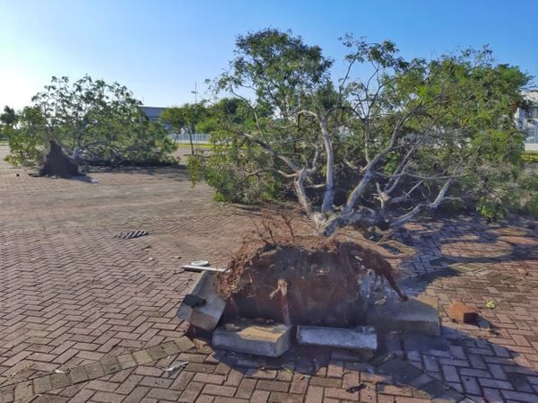 Queda de árvore na Praça do Papa, na Enseada do Suá, em Vitória por Fernando Madeira