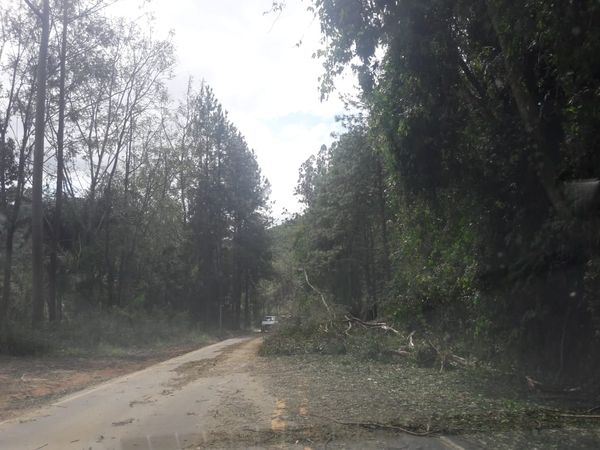 Queda de árvores interdita ES 164 em Vargem Alta por Divulgação/DER