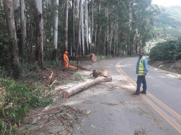 Queda de árvores interdita ES 164 em Vargem Alta por Divulgação/DER