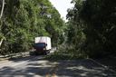 Temporal derruba árvores e bloqueia parcialmente trecho da BR 262 em Domingos Martins(Vitor Jubini)